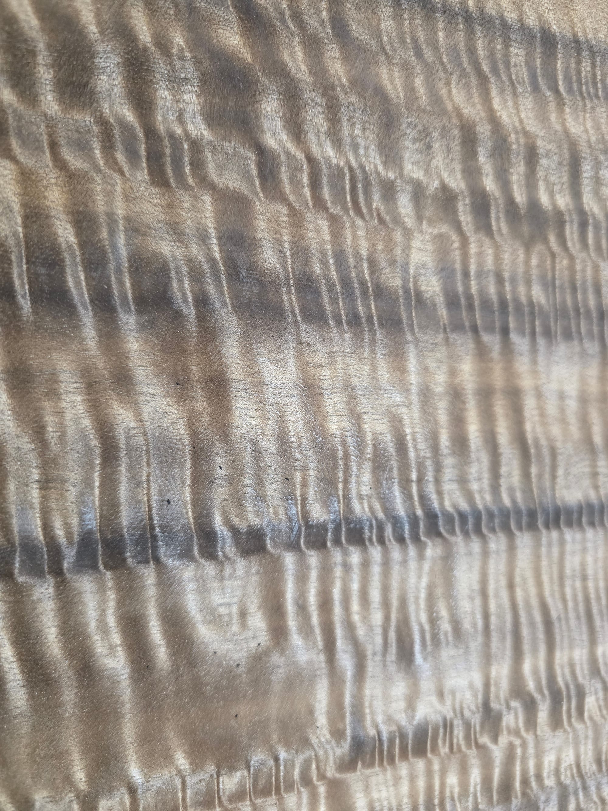 A close view of fumed eucalyptus figure — dense, rippling curl running the width of the leaf, with the strapping band crossing it