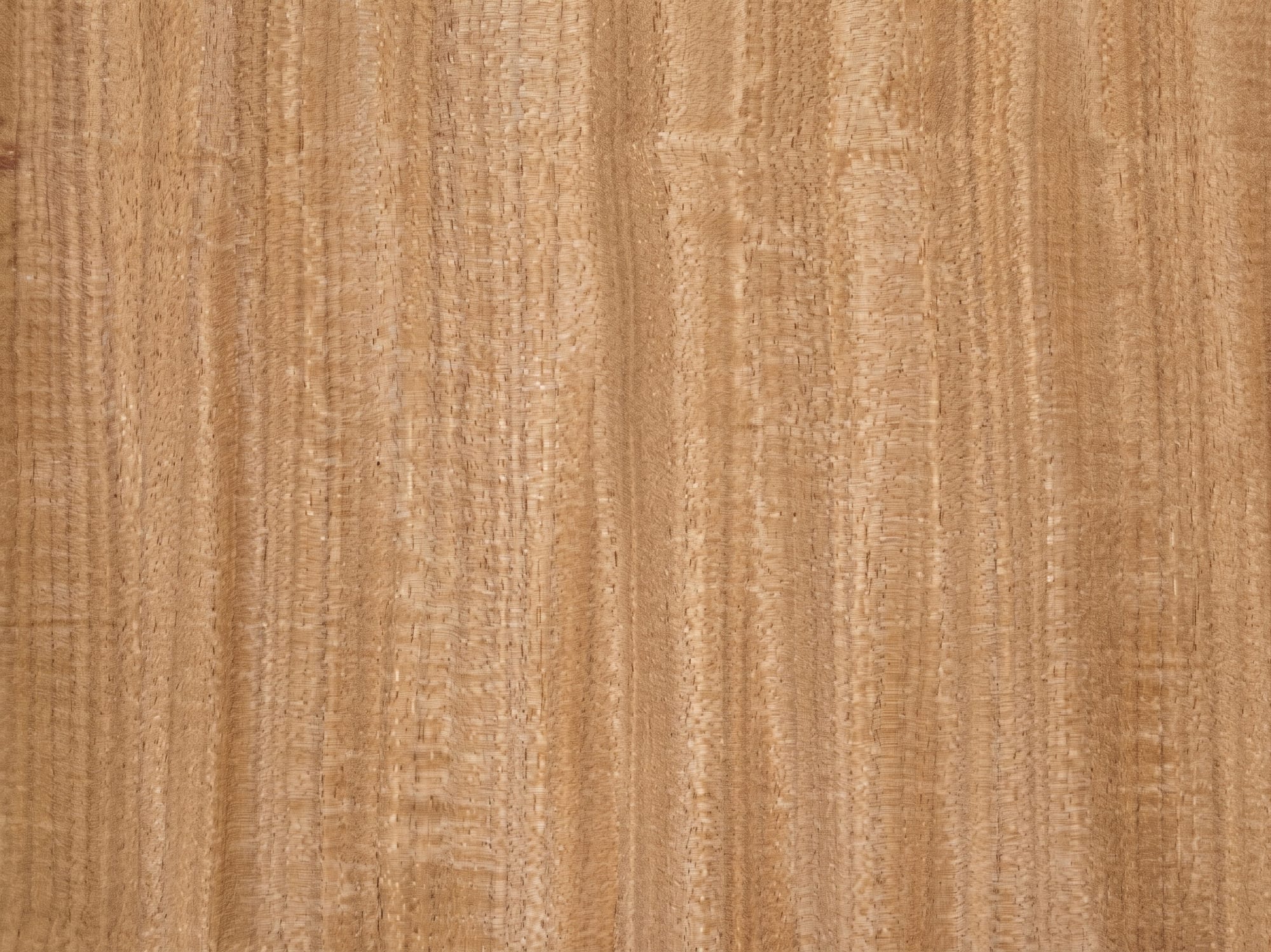 A sheet of Afromosia veneer