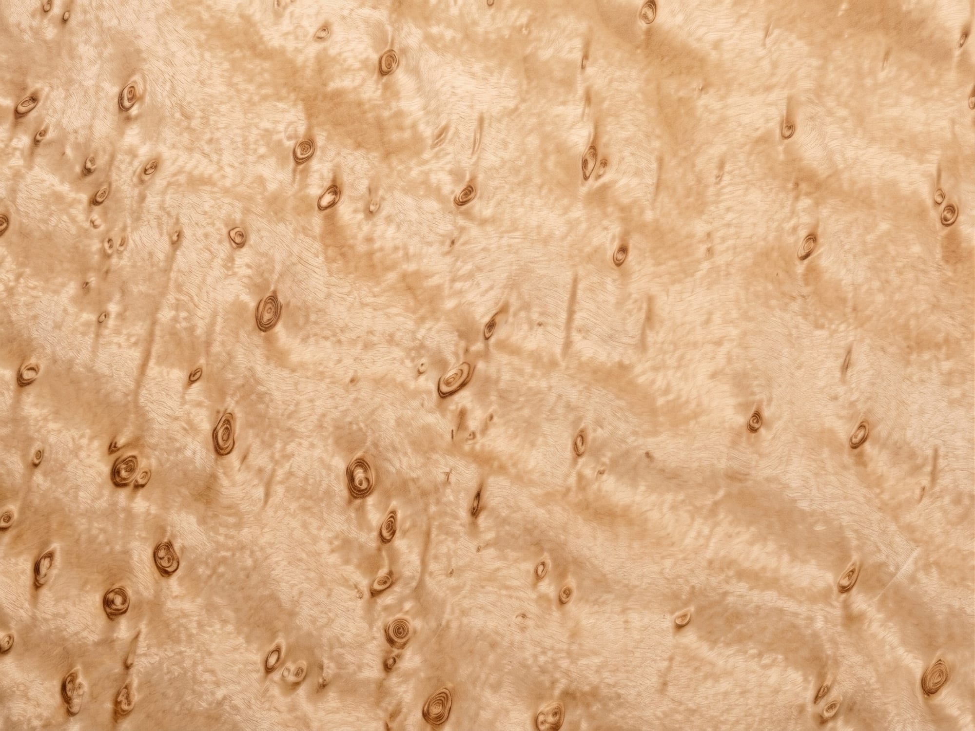 Birdseye Maple veneer
