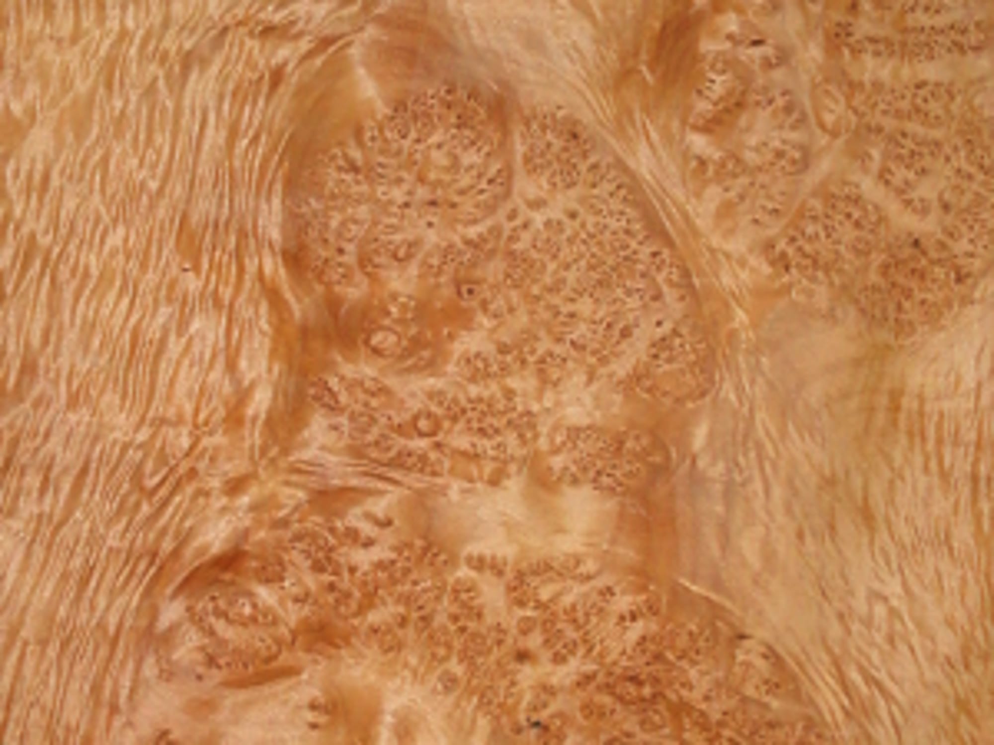 A sheet of Burl Maple veneer