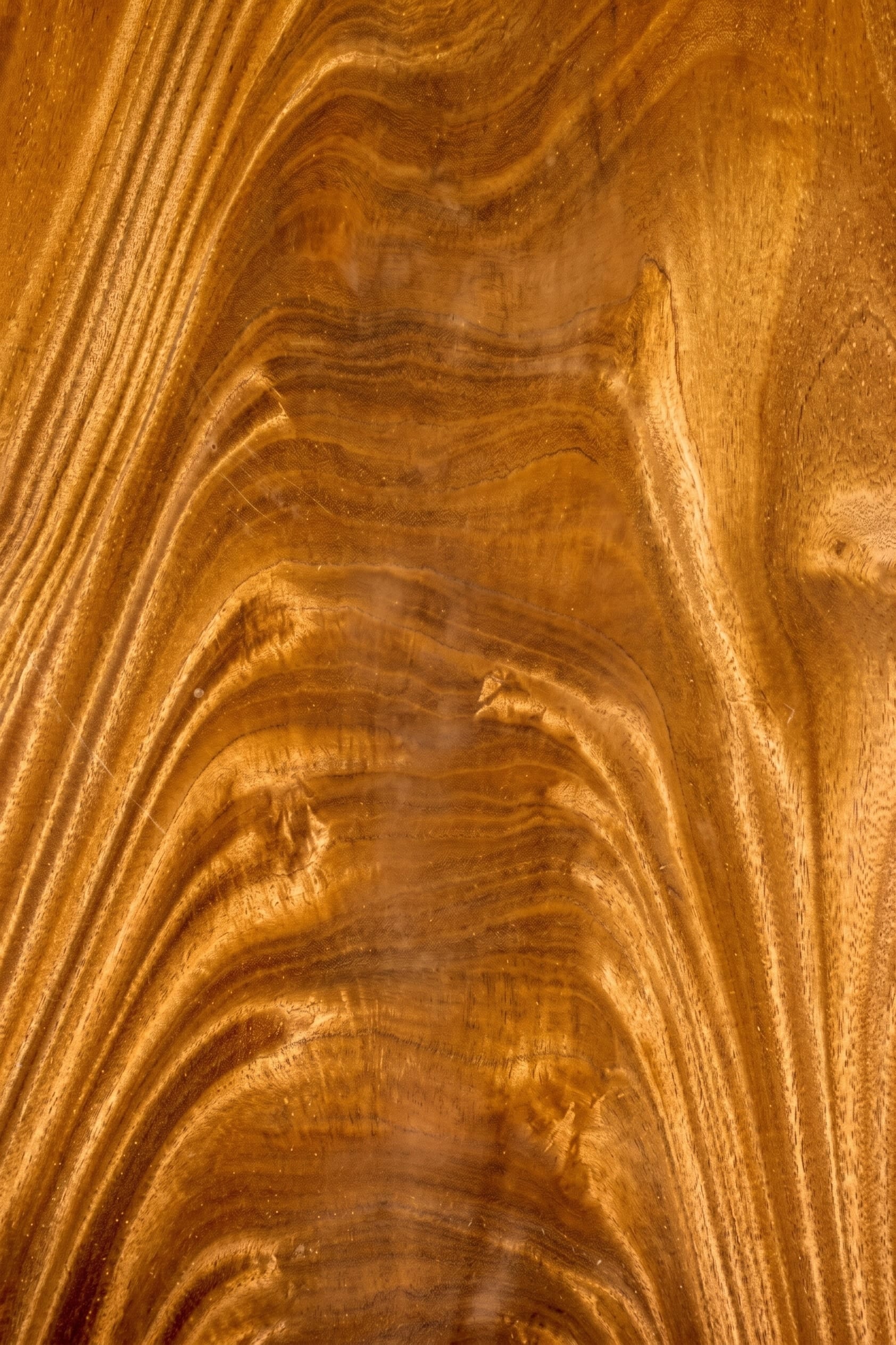 A sheet of Crotch Dibitou veneer